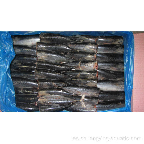 Pacific Frozen Mackerel HGT con mejor calidad